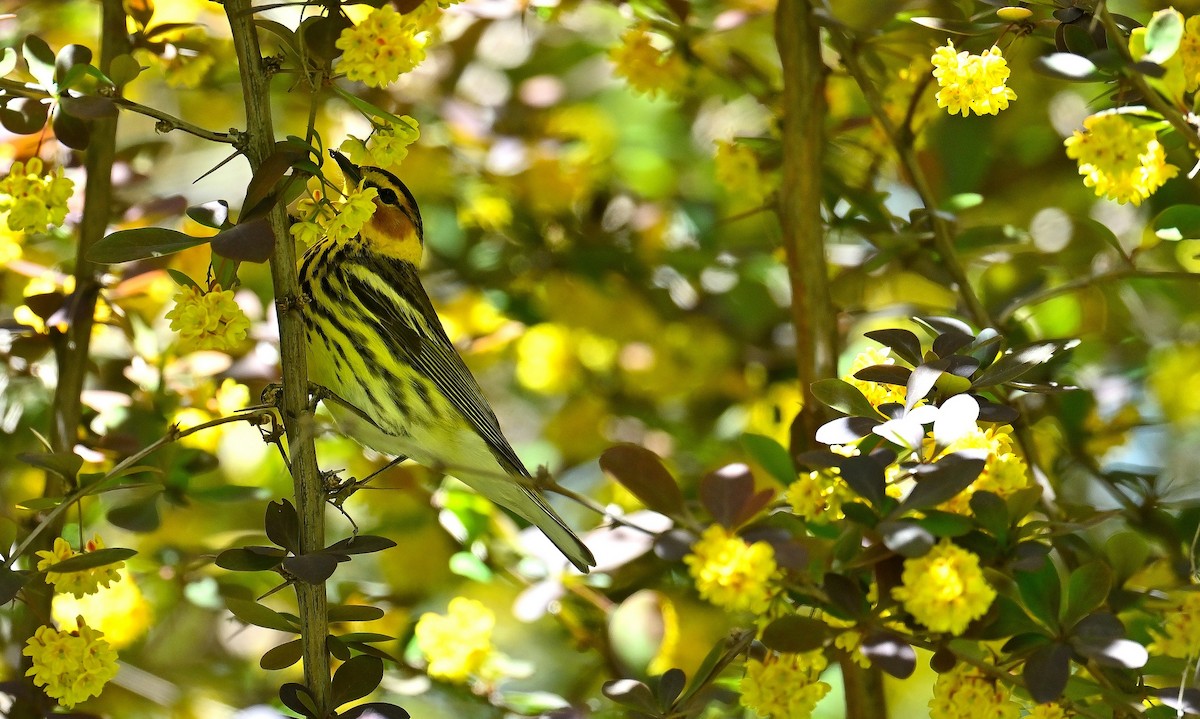 Cape May Warbler - ML572019601
