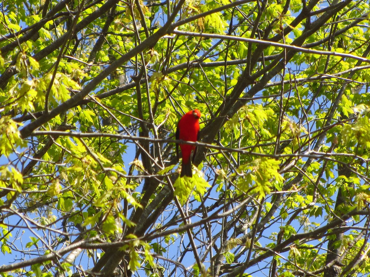 Scarlet Tanager - ML572019691