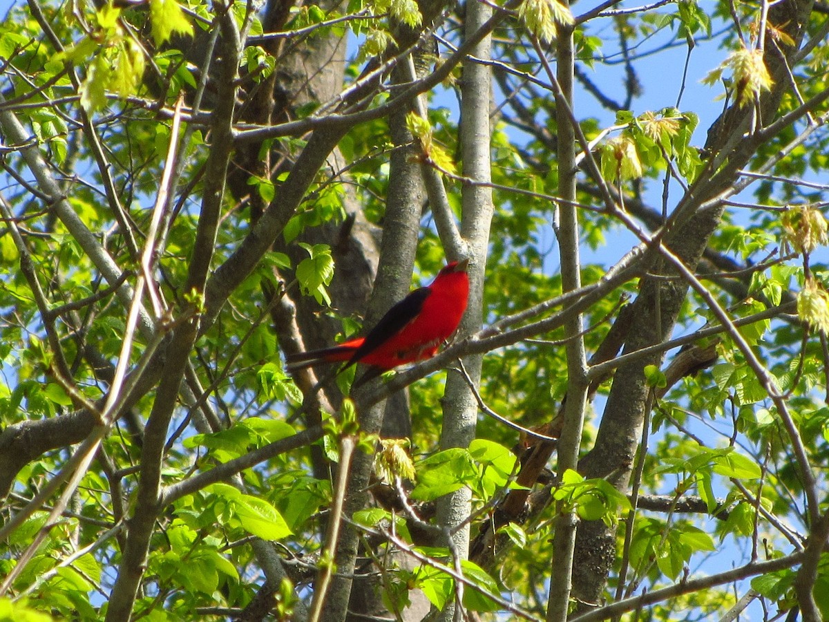 Scarlet Tanager - ML572019701