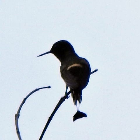 kolibřík pálkoocasý - ML572022201