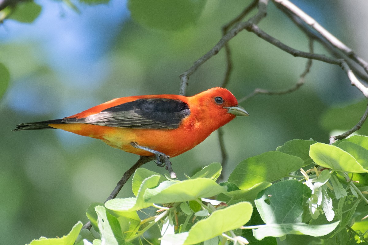Scarlet Tanager - ML572023811