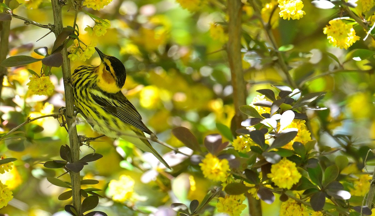 Cape May Warbler - ML572024931