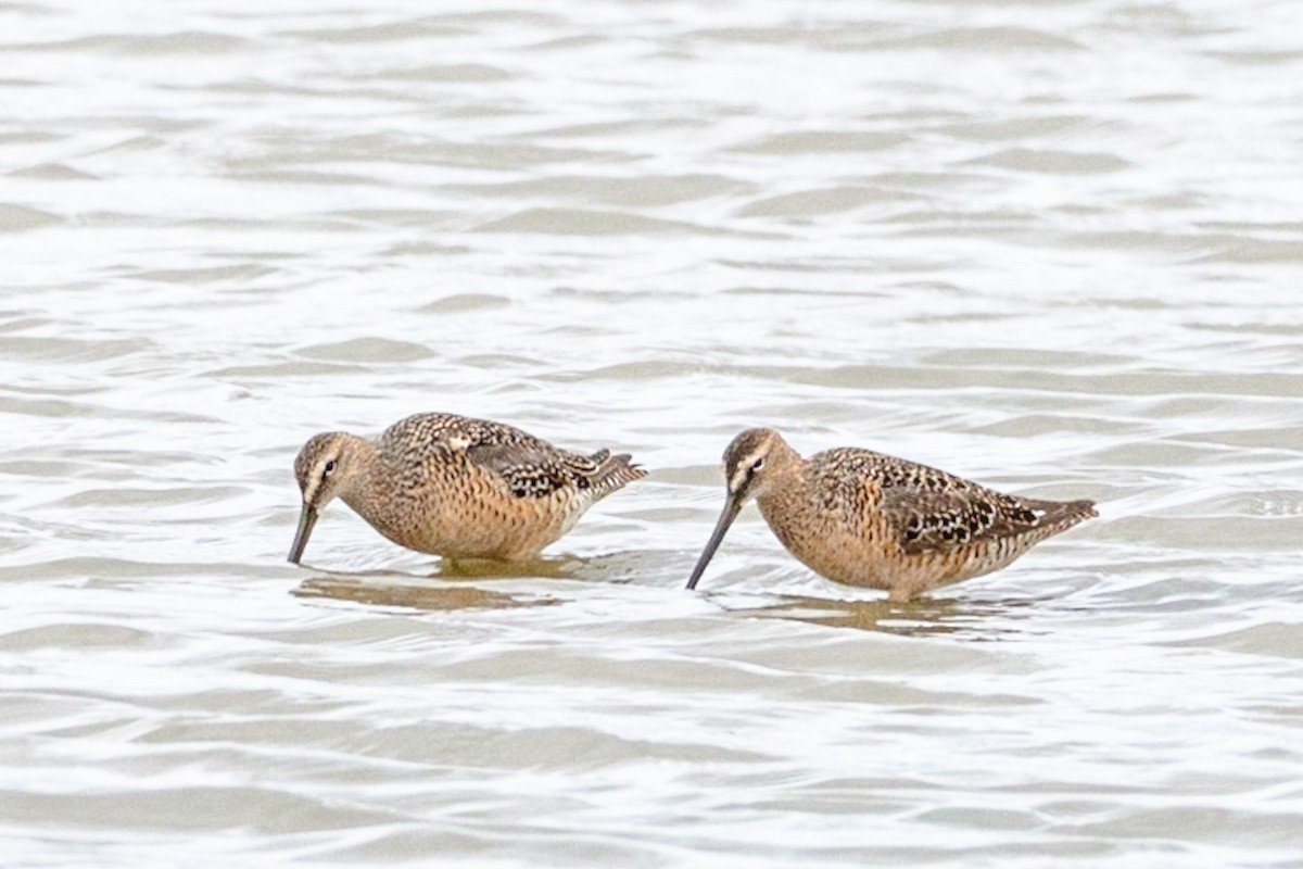 Long-billed Dowitcher - ML572025311