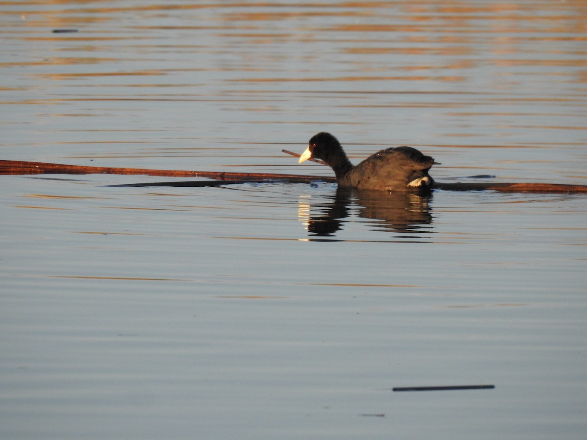 Red-fronted Coot - ML572027271