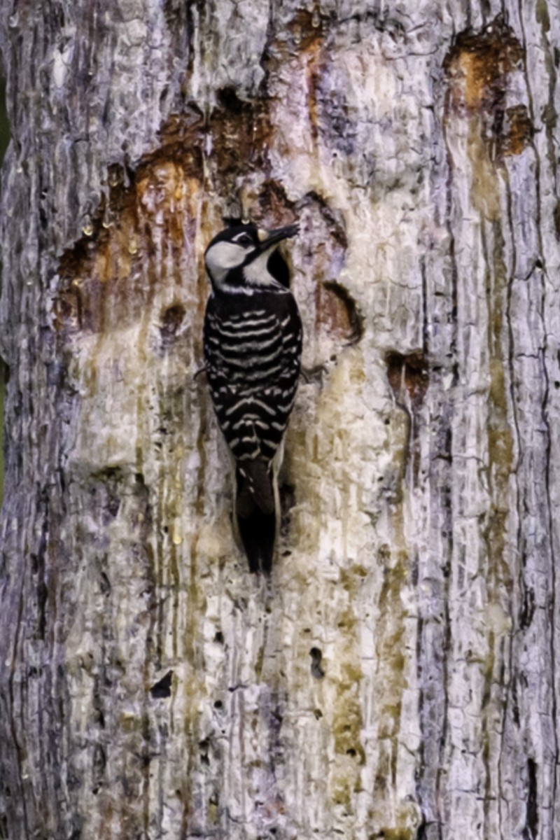 Red-cockaded Woodpecker - Keith Kennedy