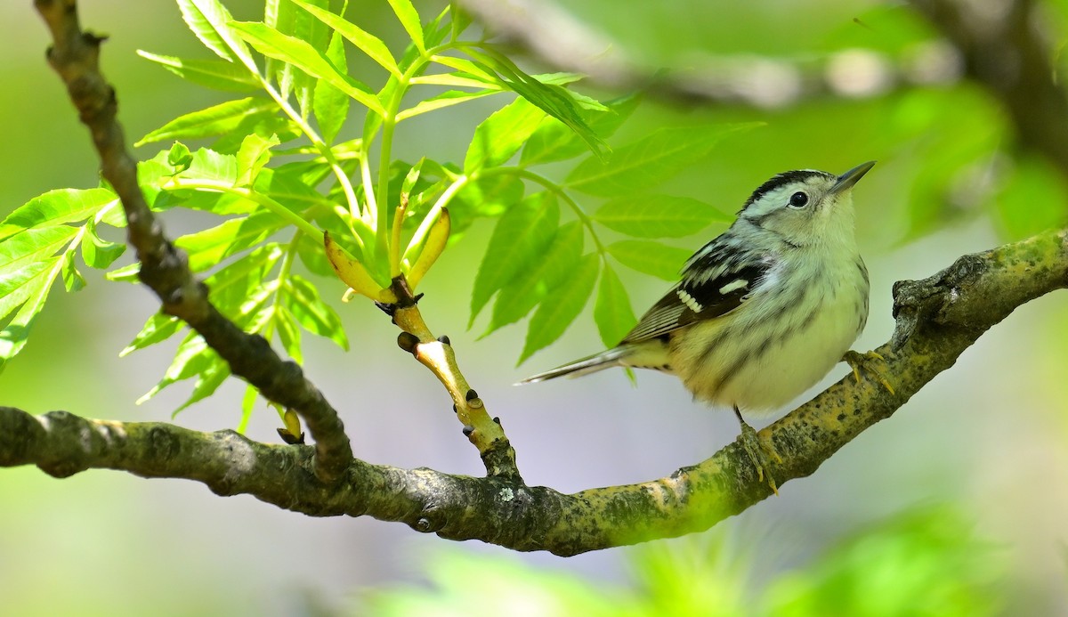 Black-and-white Warbler - ML572032151
