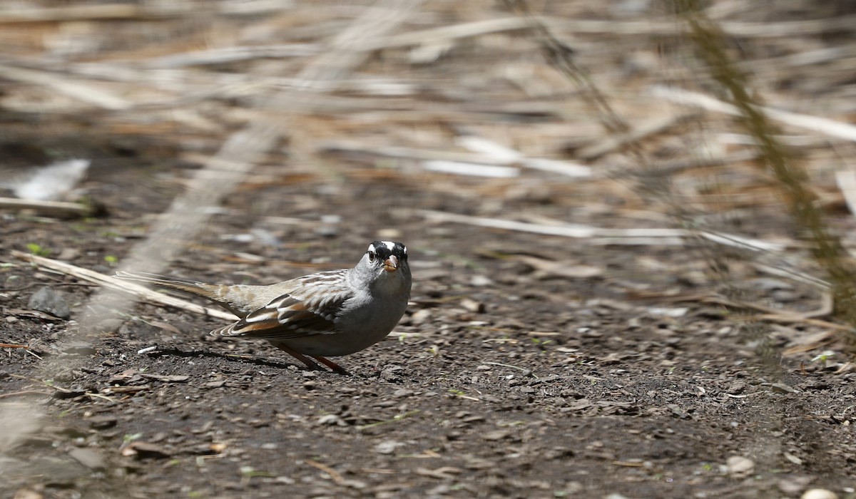 White-crowned Sparrow (leucophrys) - ML57203481