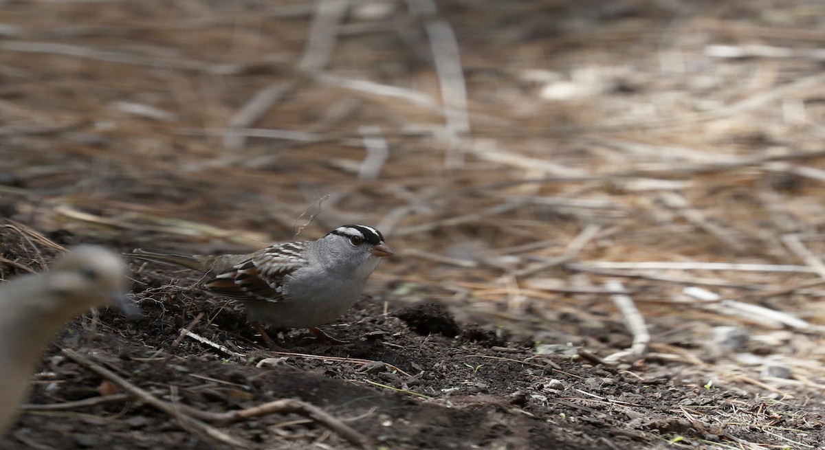 White-crowned Sparrow (leucophrys) - ML57203571