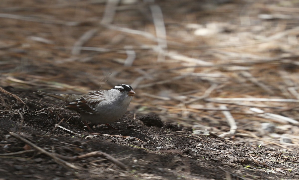 White-crowned Sparrow (leucophrys) - ML57203581