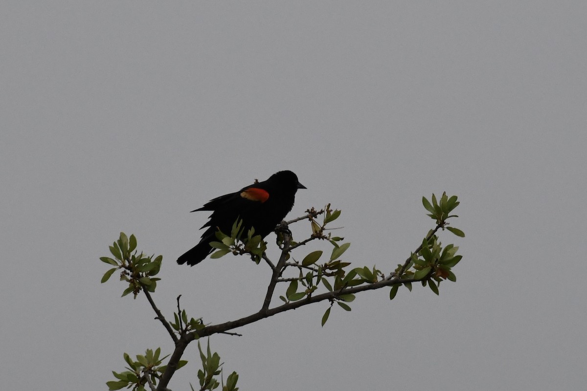 Red-winged Blackbird - ML572036161