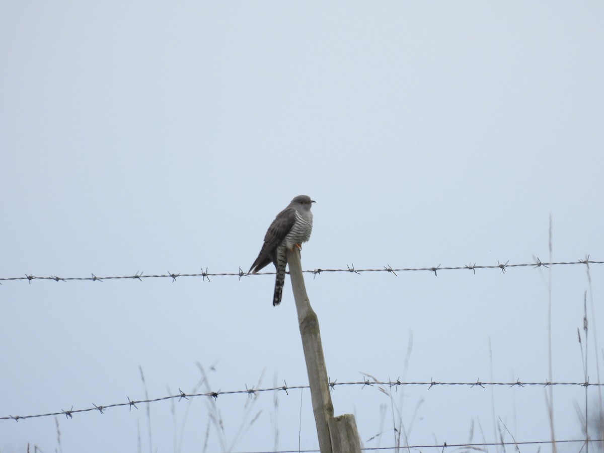 Common Cuckoo - ML572036311