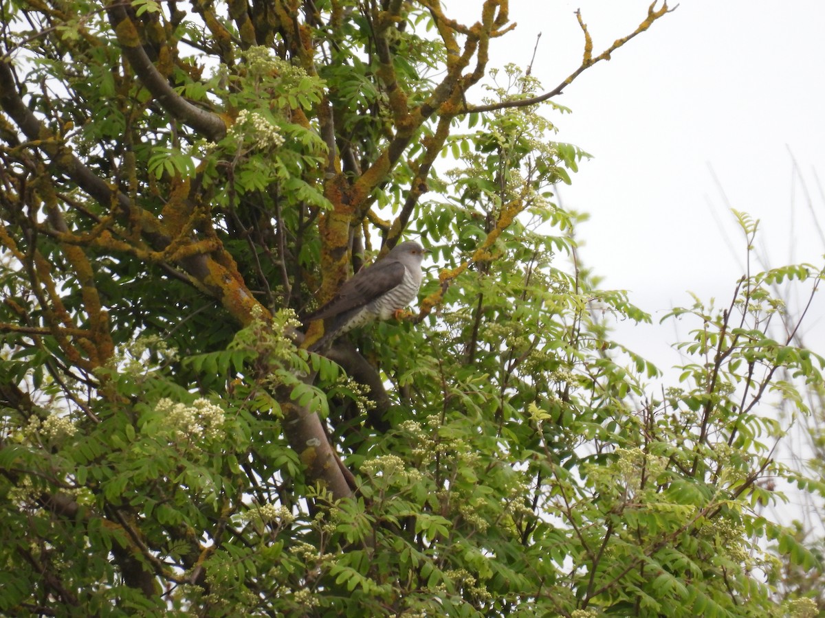 Common Cuckoo - ML572036331