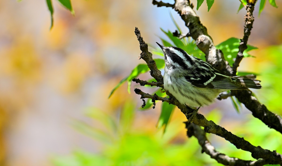 Black-and-white Warbler - ML572037581