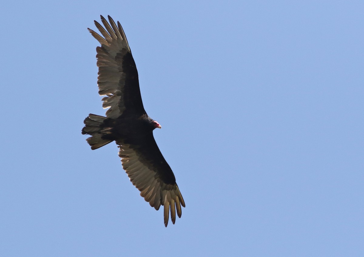 Turkey Vulture - ML57203951