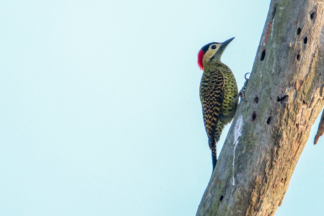 Green-barred Woodpecker - ML572040301