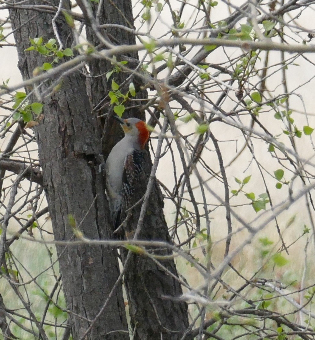 Red-bellied Woodpecker - ML57204041