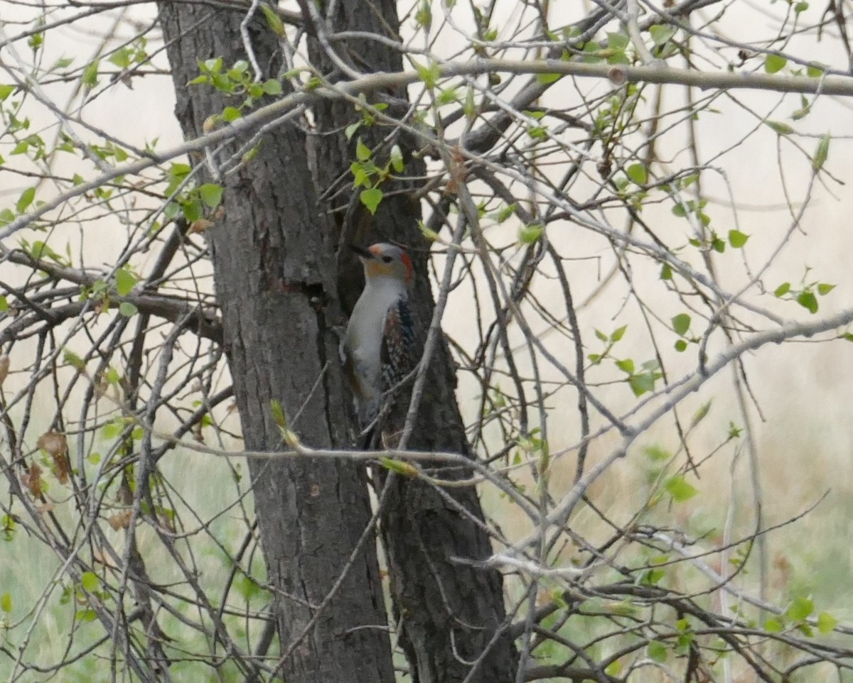 Red-bellied Woodpecker - ML57204051