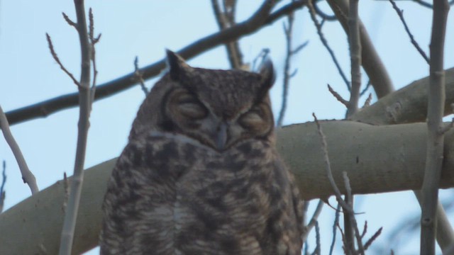 Lesser Horned Owl - ML572041251