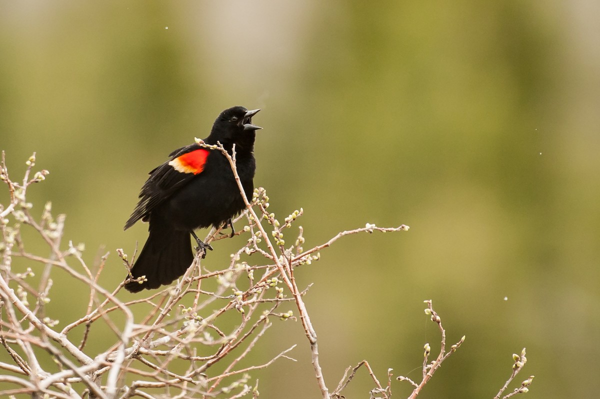 Red-winged Blackbird - K F