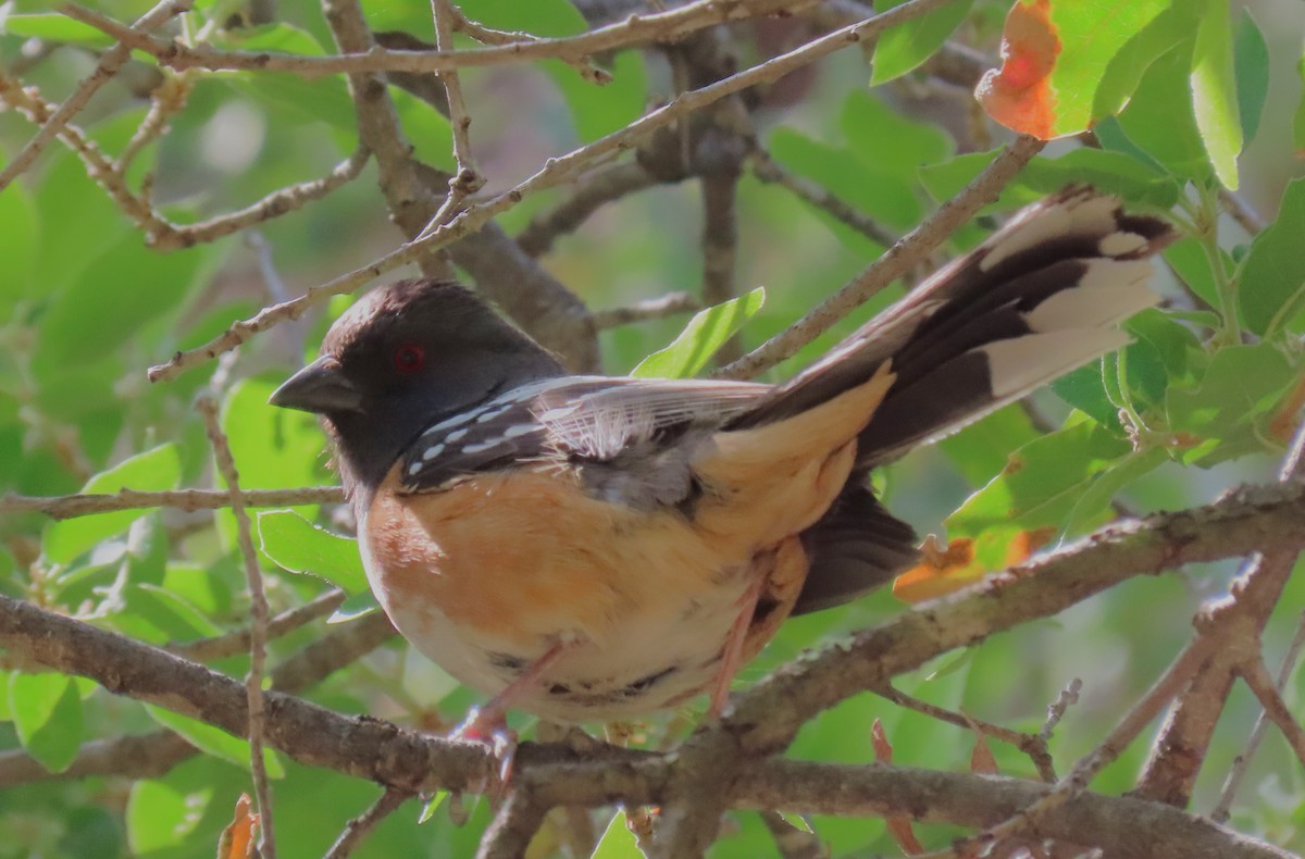 Spotted Towhee - ML572045191