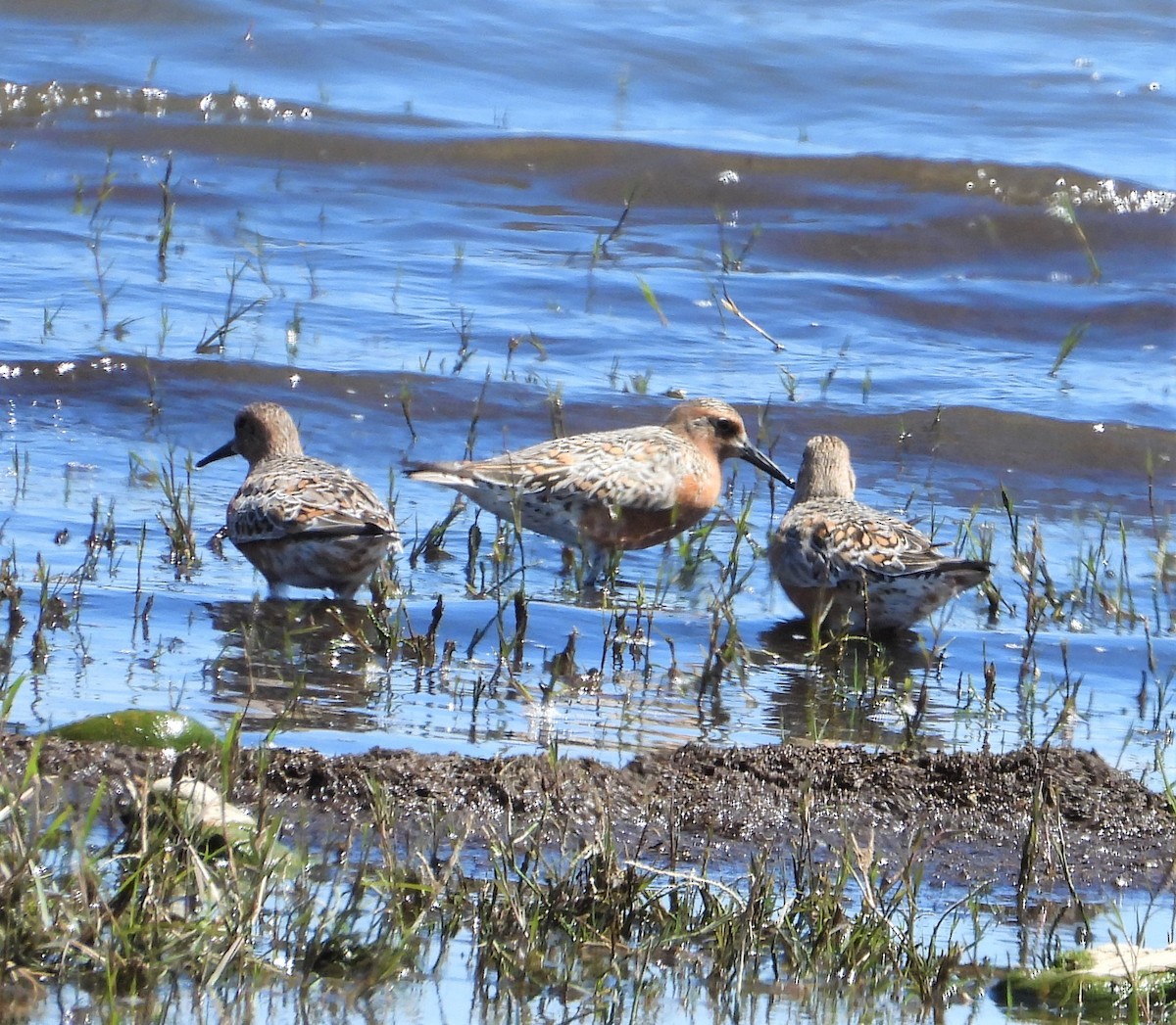 Red Knot - ML572047191