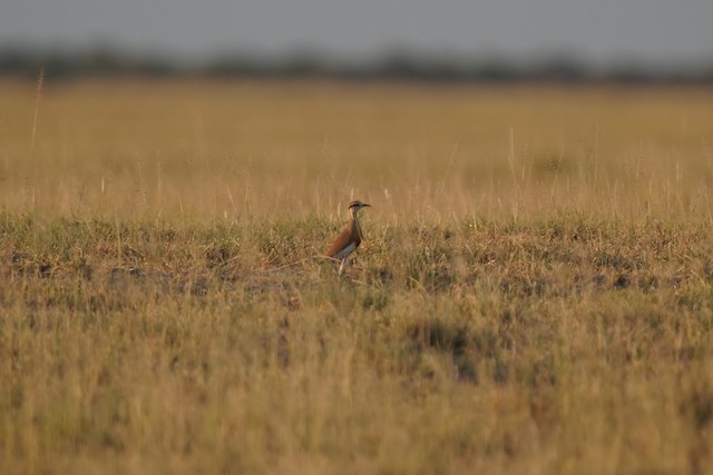 Habitat: Tropical grasslands on the edges of seasonal pans. - Temminck's Courser - 