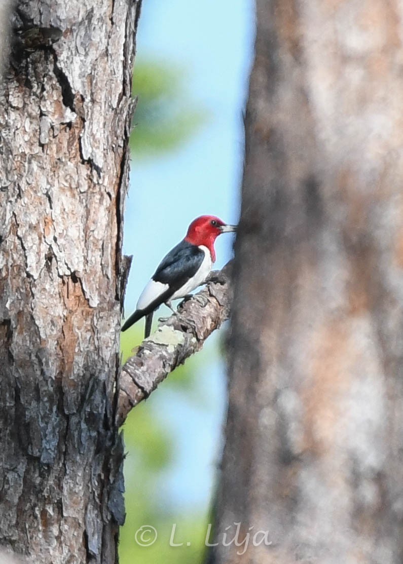 Red-headed Woodpecker - ML572057311