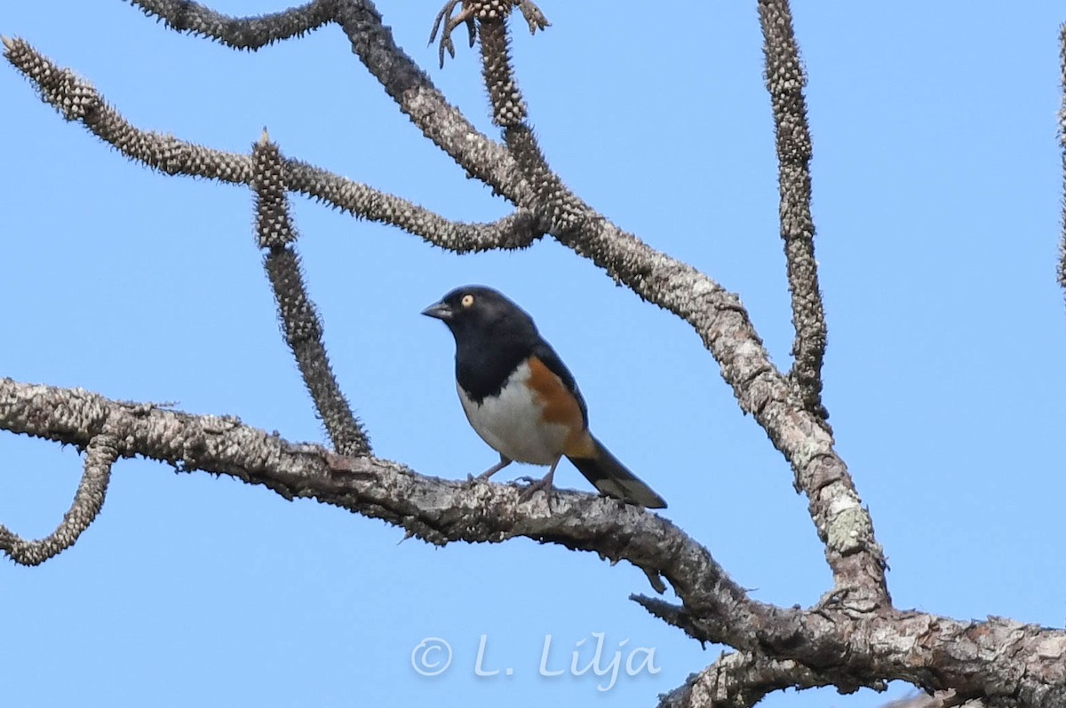Eastern Towhee - ML572057531