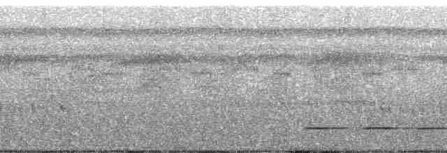 Chevêchette à tête grise - ML57206