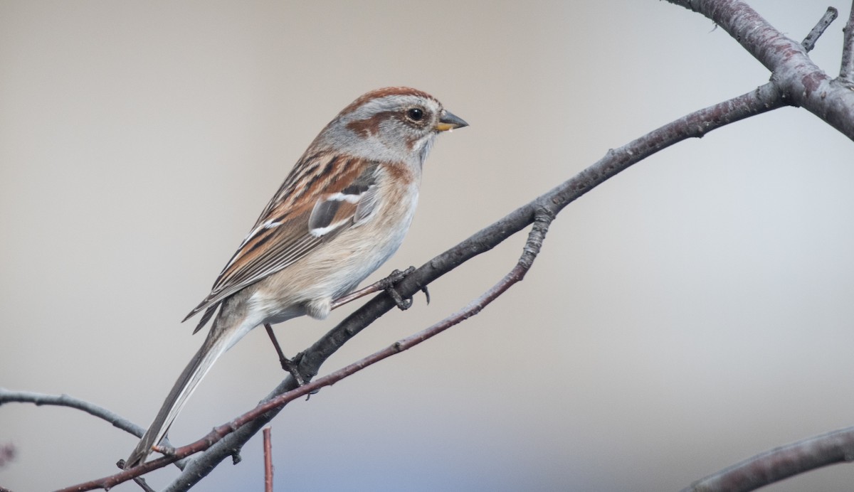 American Tree Sparrow - ML57206181