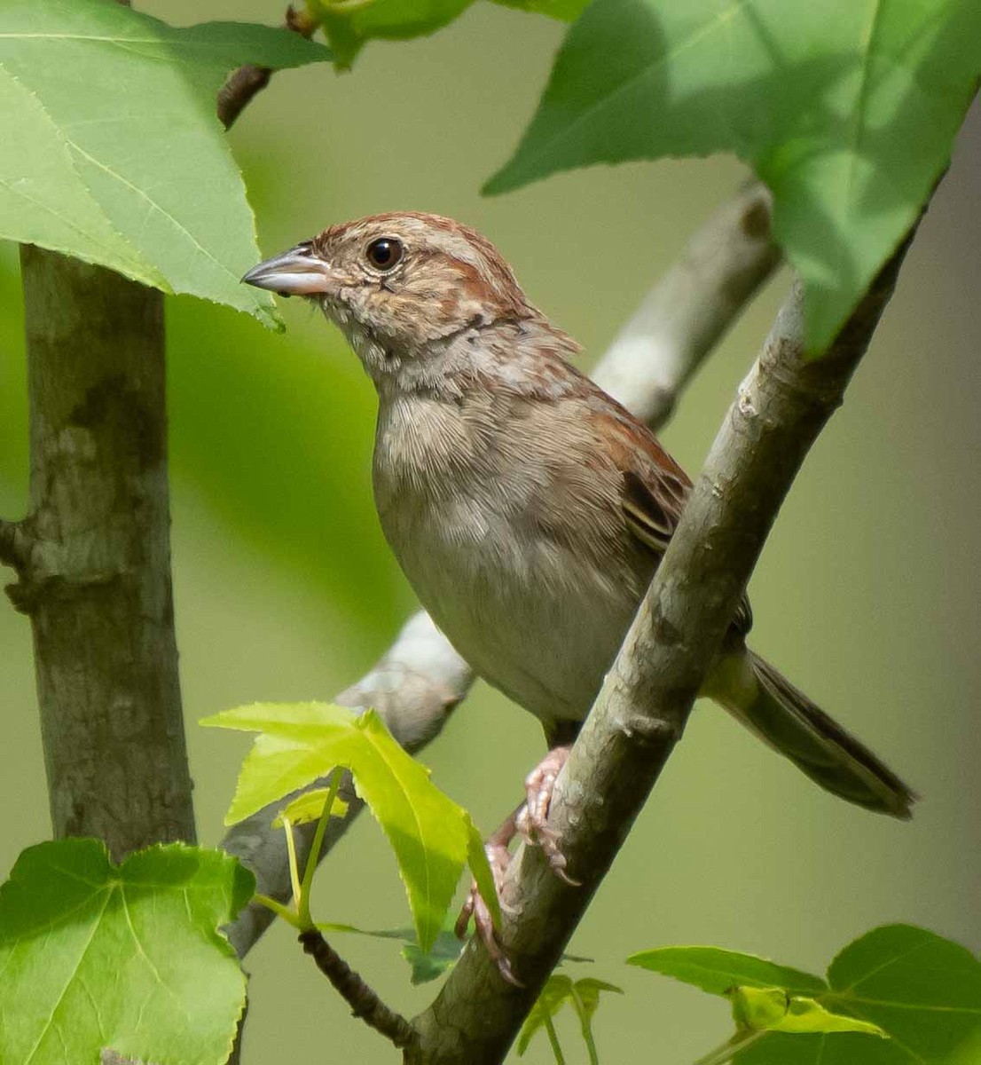 Ebird Checklist May I On Swamp Trail Species