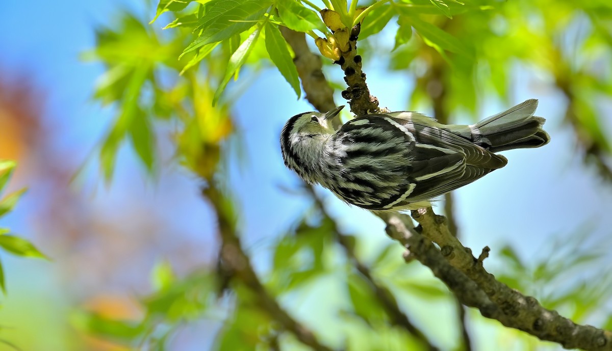 Black-and-white Warbler - ML572062431