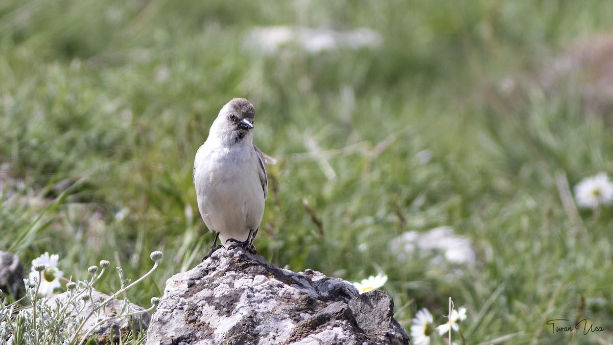 White-winged Snowfinch - ML572063051