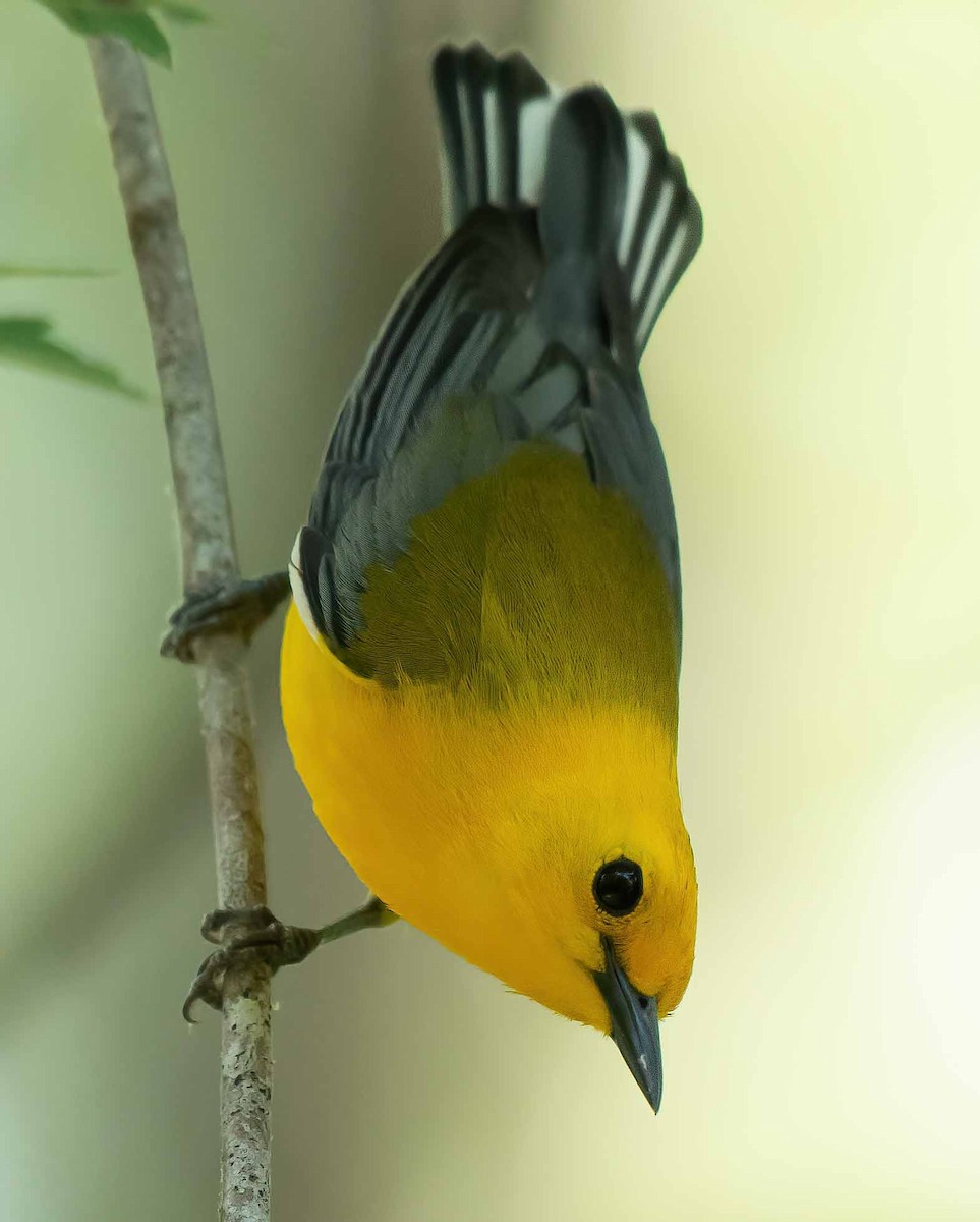 Prothonotary Warbler - Gordon Karre