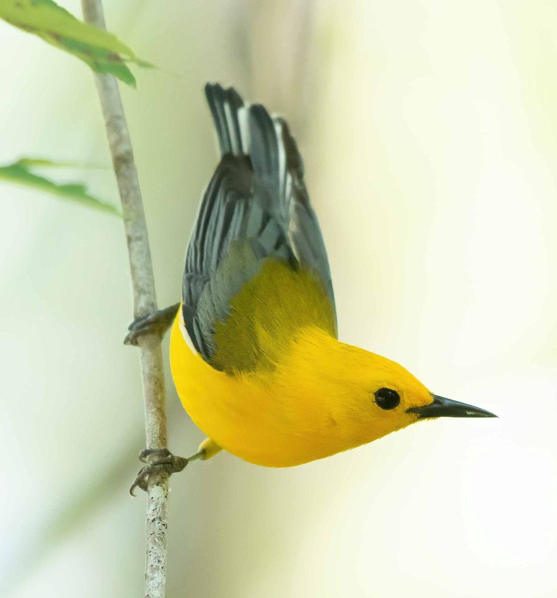 Prothonotary Warbler - ML572063081