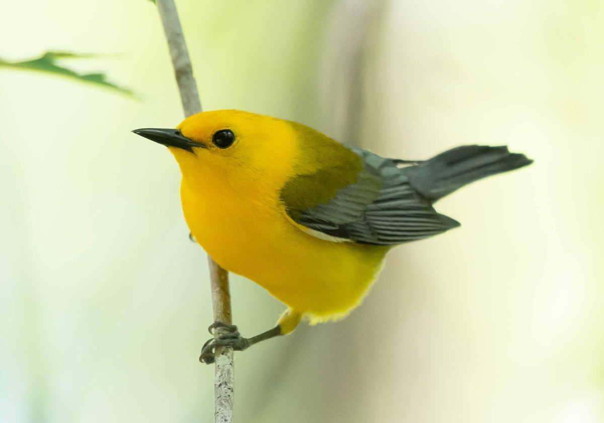 Prothonotary Warbler - ML572063091