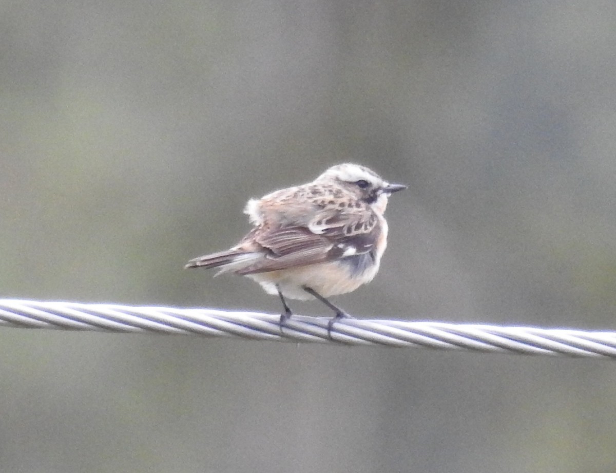 Whinchat - ML572064581