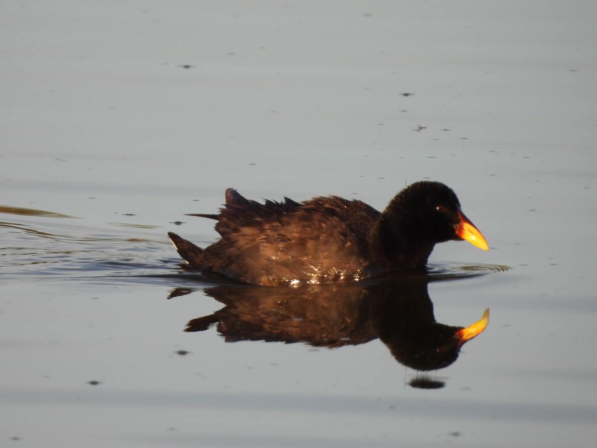 Red-fronted Coot - ML572067031