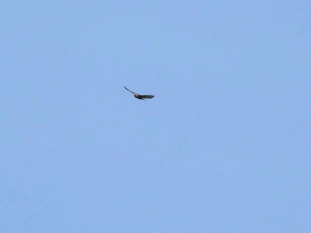 Broad-winged Hawk - ML572067281