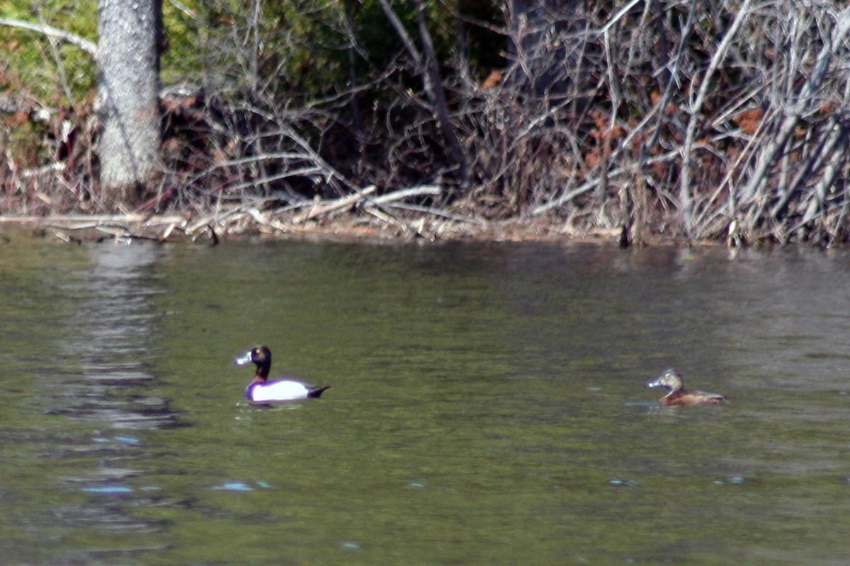 Ring-necked Duck - ML572069011