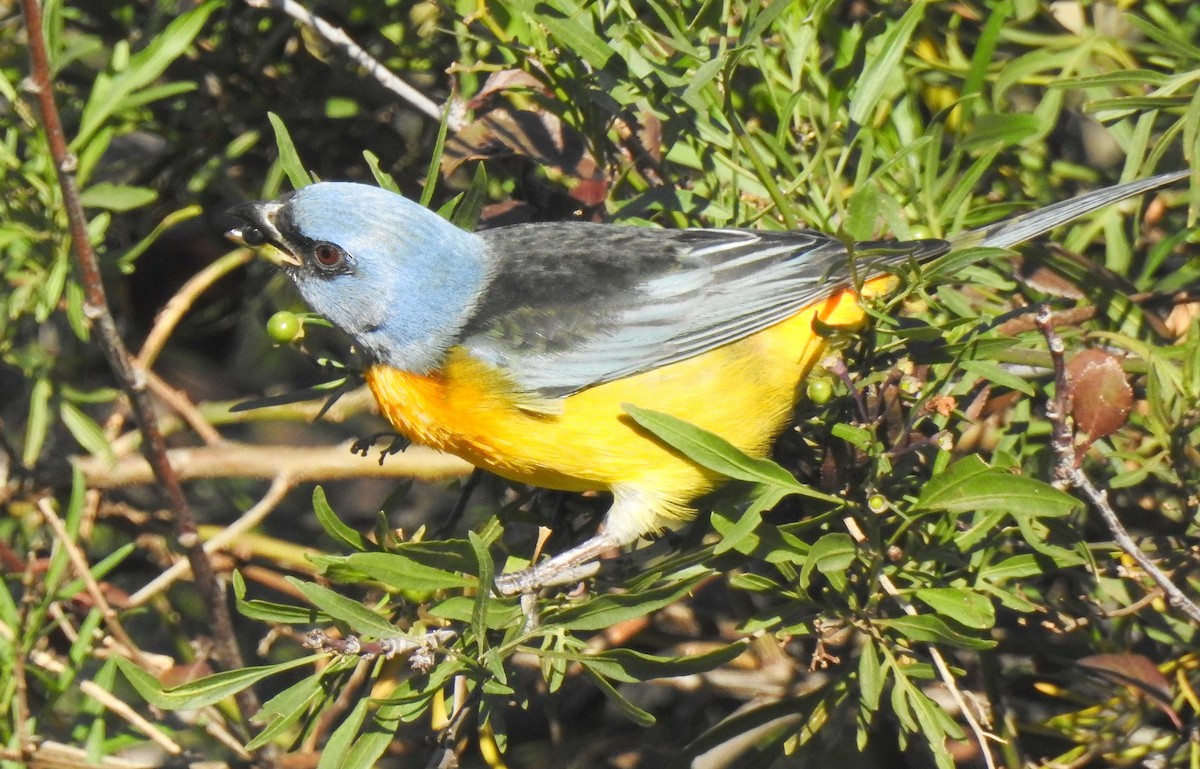 Blue-and-yellow Tanager - Luis Alejandro Duvieilh
