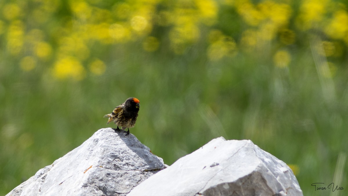 Fire-fronted Serin - ML572070411