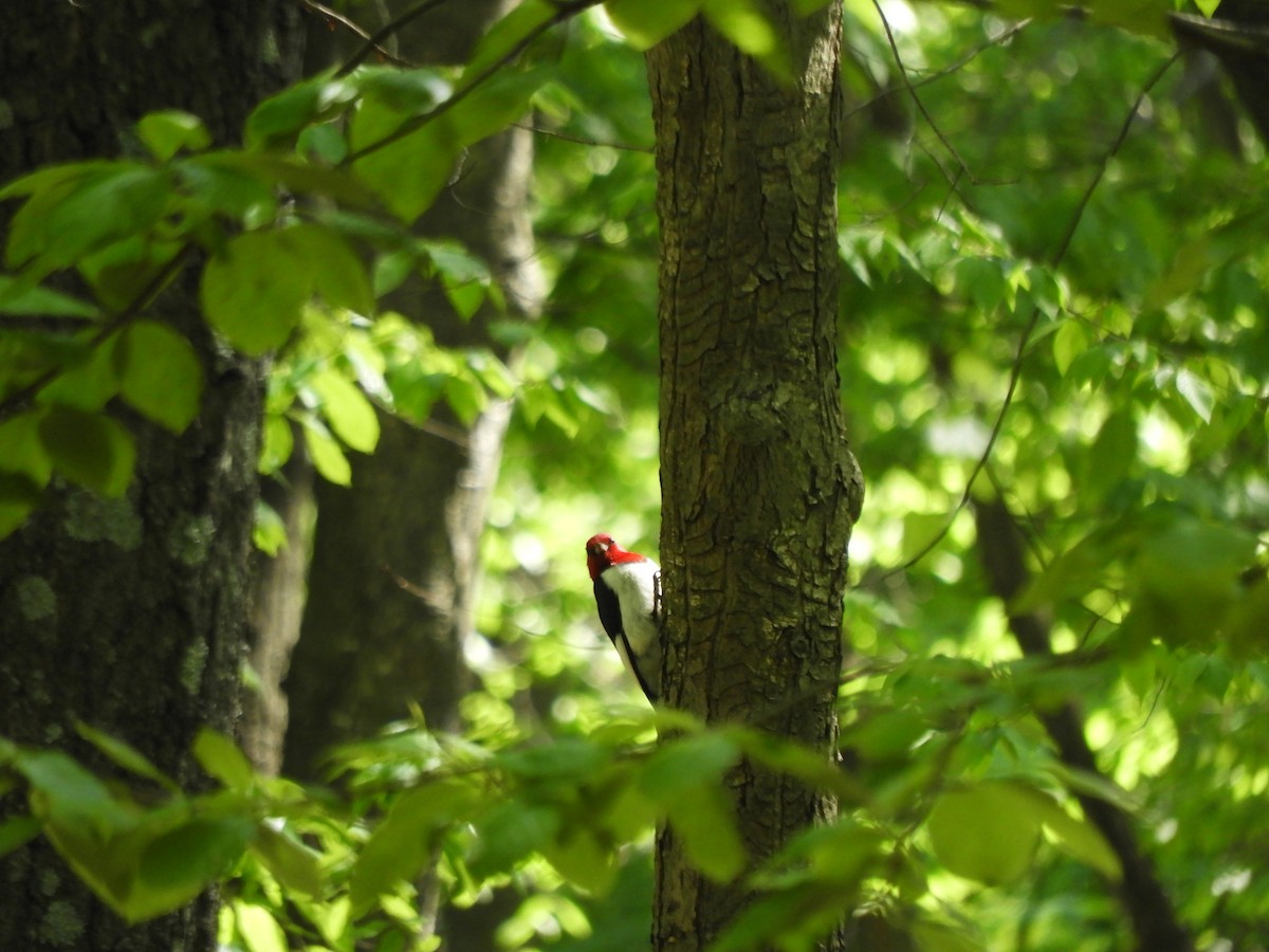 Red-headed Woodpecker - ML572071061