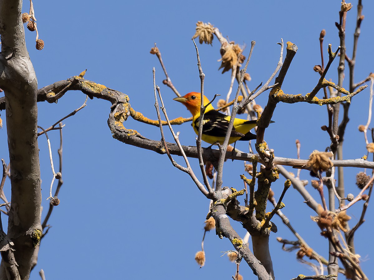 Western Tanager - ML572074941