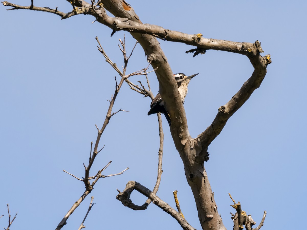 Hairy Woodpecker - ML572075581