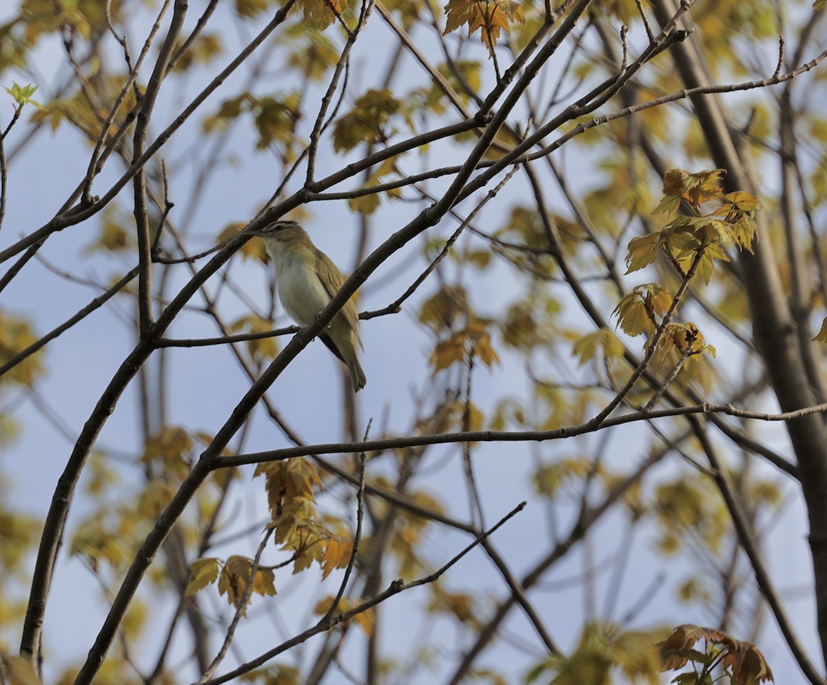 Red-eyed Vireo - Kevin Murphy