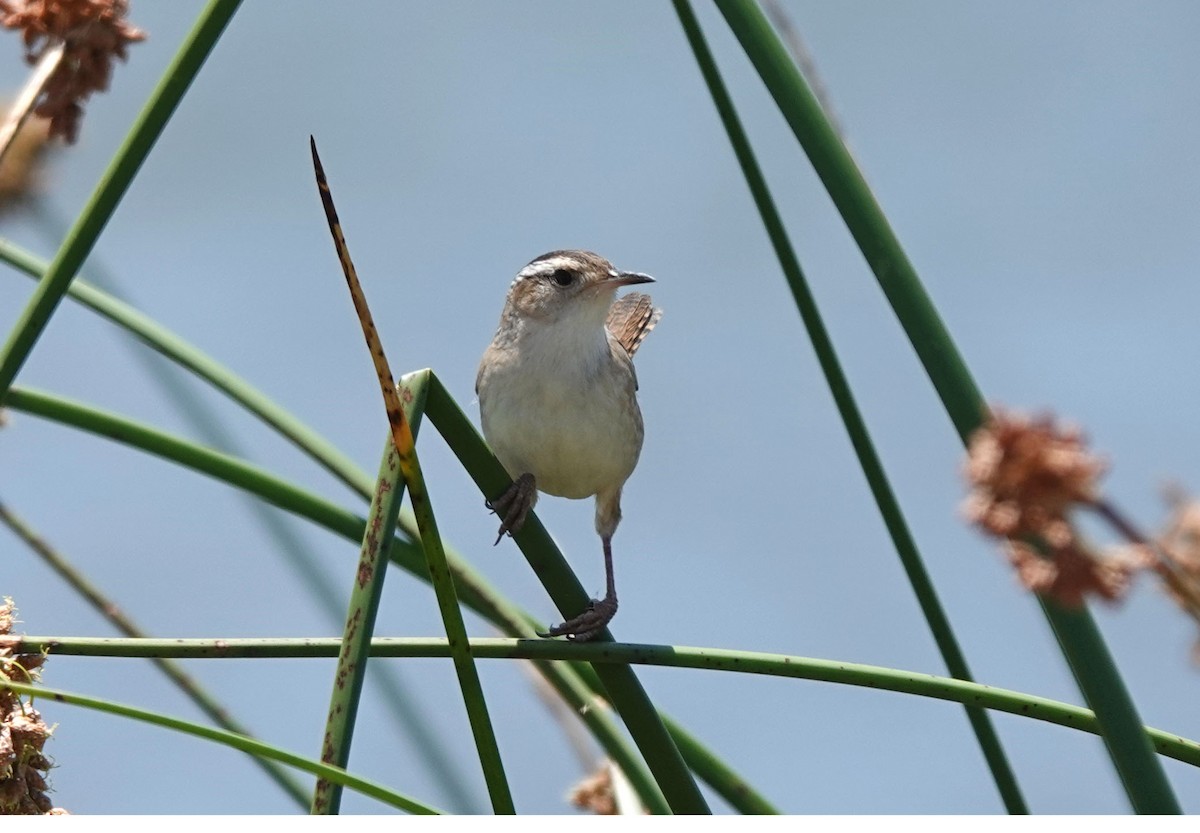 eBird Checklist - 13 May 2023 - Roper Lake SP - 16 species