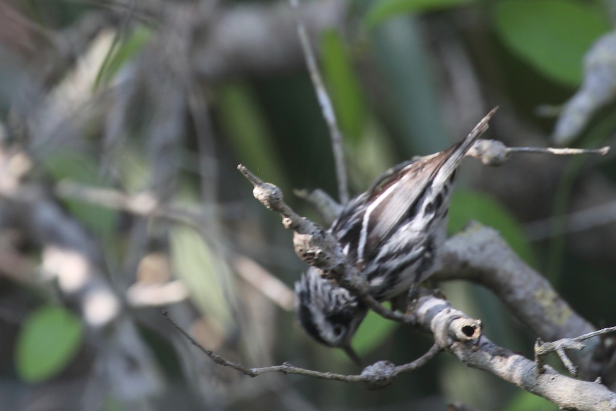 Black-and-white Warbler - ML572078481