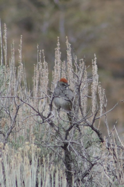 Green-tailed Towhee at Fort Rock SP by Bentley Colwill