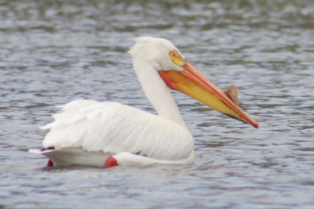 American White Pelican at Putnam's Point by Bentley Colwill